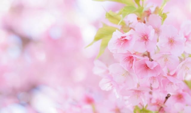 ���ź��ޤĤ� - �֡�������.com